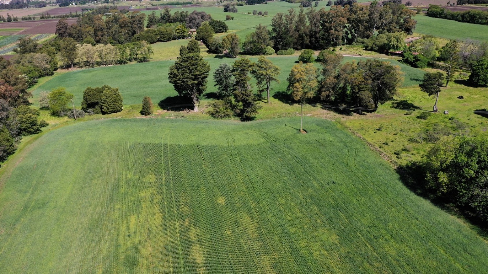 Venta campo agricola 75 HAS batan